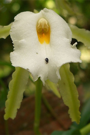 Trichopilia-fragrans---forestfriends