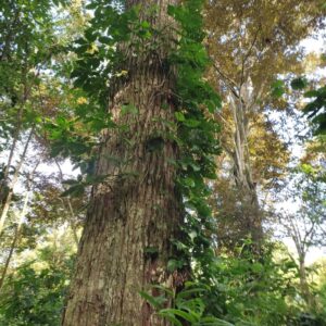 Big Leaf Mahogany Swietenia macrophylla Forest Friends Green Initiative