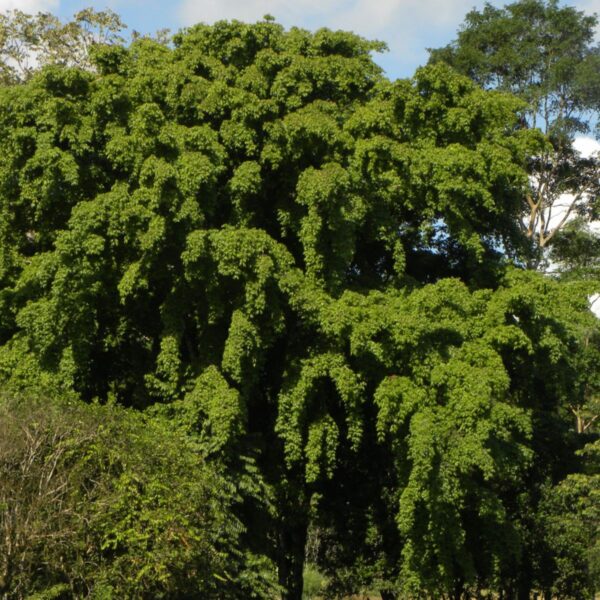 Cristóbal Platymiscium curuense is a tree endemic to Costa Rica Forest Friends Green Initiative