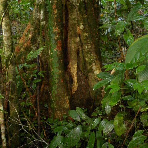 Purpleheart Tree - Nazareno Peltogyne Purpurea Costa Rica - Forest Friends Green Initiative