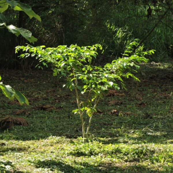 Purpleheart Tree - Nazareno Peltogyne Purpurea Costa Rica - Forest Friends Green Initiative