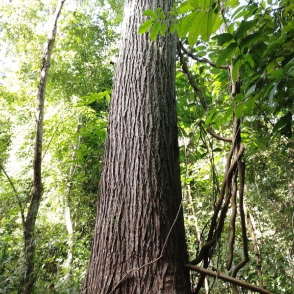 Spanish Cedar Cedrela odorata Forest Friends Green Initiative