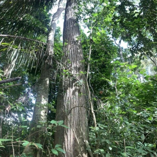 Spanish Cedar Cedrela odorata Forest Friends Green Initiative