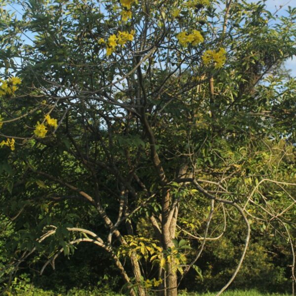 Tahuarí Handroanthus obscuru Forest Friends Green Initiative