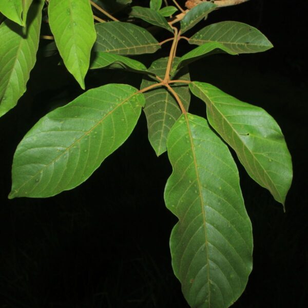 Tahuarí Handroanthus obscuru Forest Friends Green Initiative