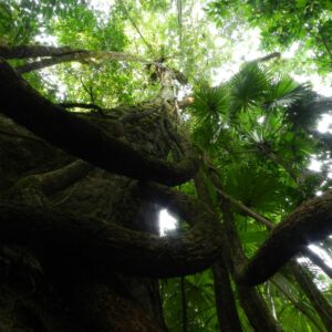 Wild Cashew Anacardium excelsum Forest Friends Green Initiative