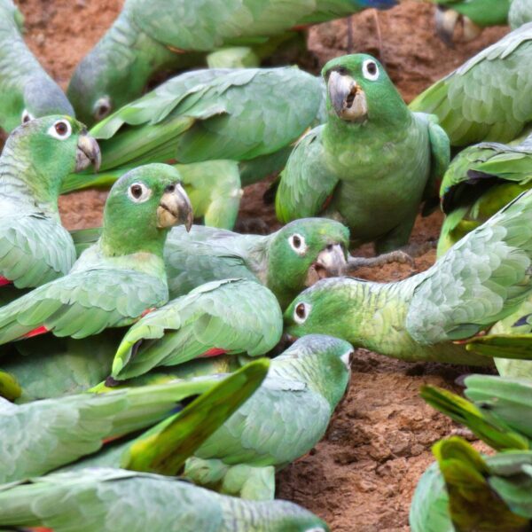 Enriching and Protecting Biodiversity in Peru