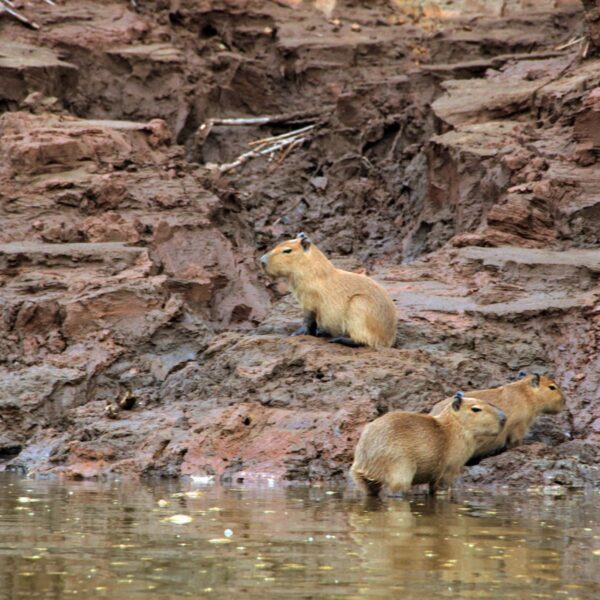 Enriching and Protecting Biodiversity in Peru