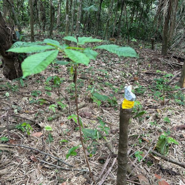 Enriching and Protecting Biodiversity in Peru