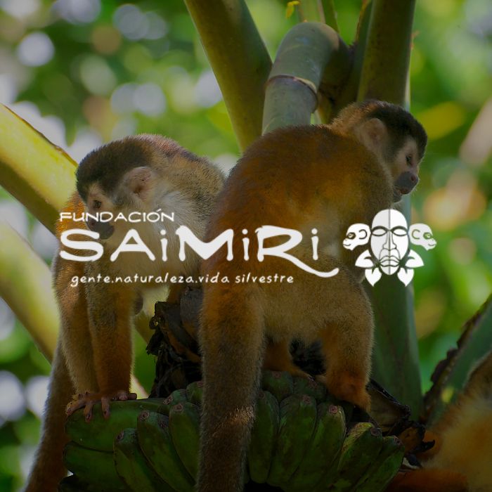 Forest Friends Donate Saimiri