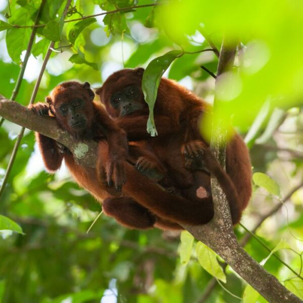 Forest Friends Tambopata Madre de Diós Peru