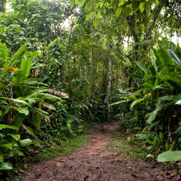 Forest Friends Tambopata Madre de Diós Peru