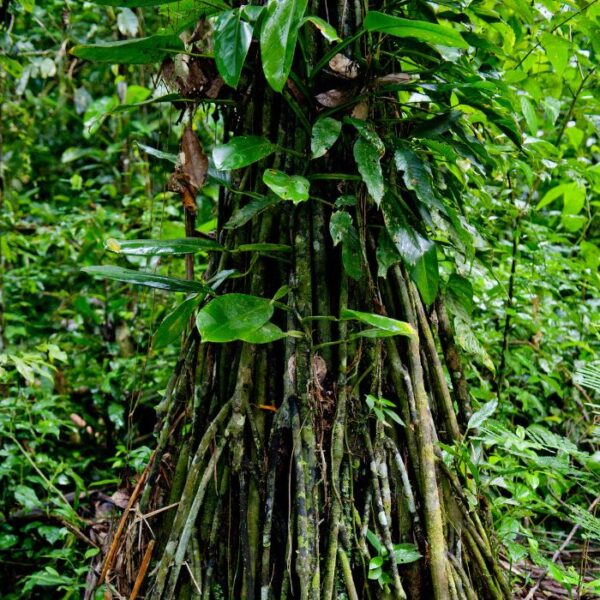 Forest Friends Tambopata Madre de Diós Peru