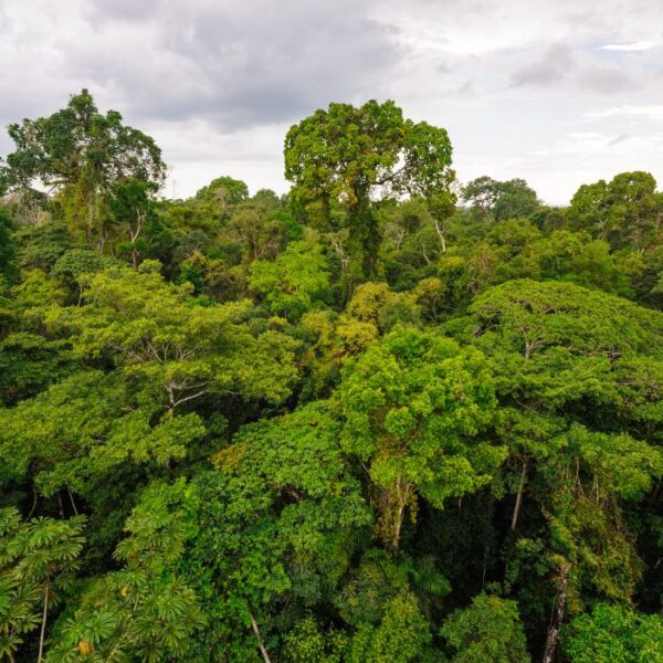 Forest Friends Tambopata Madre de Diós Peru