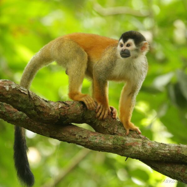 Reviving Nature and Educating Communities in Costa Rica - Image 3