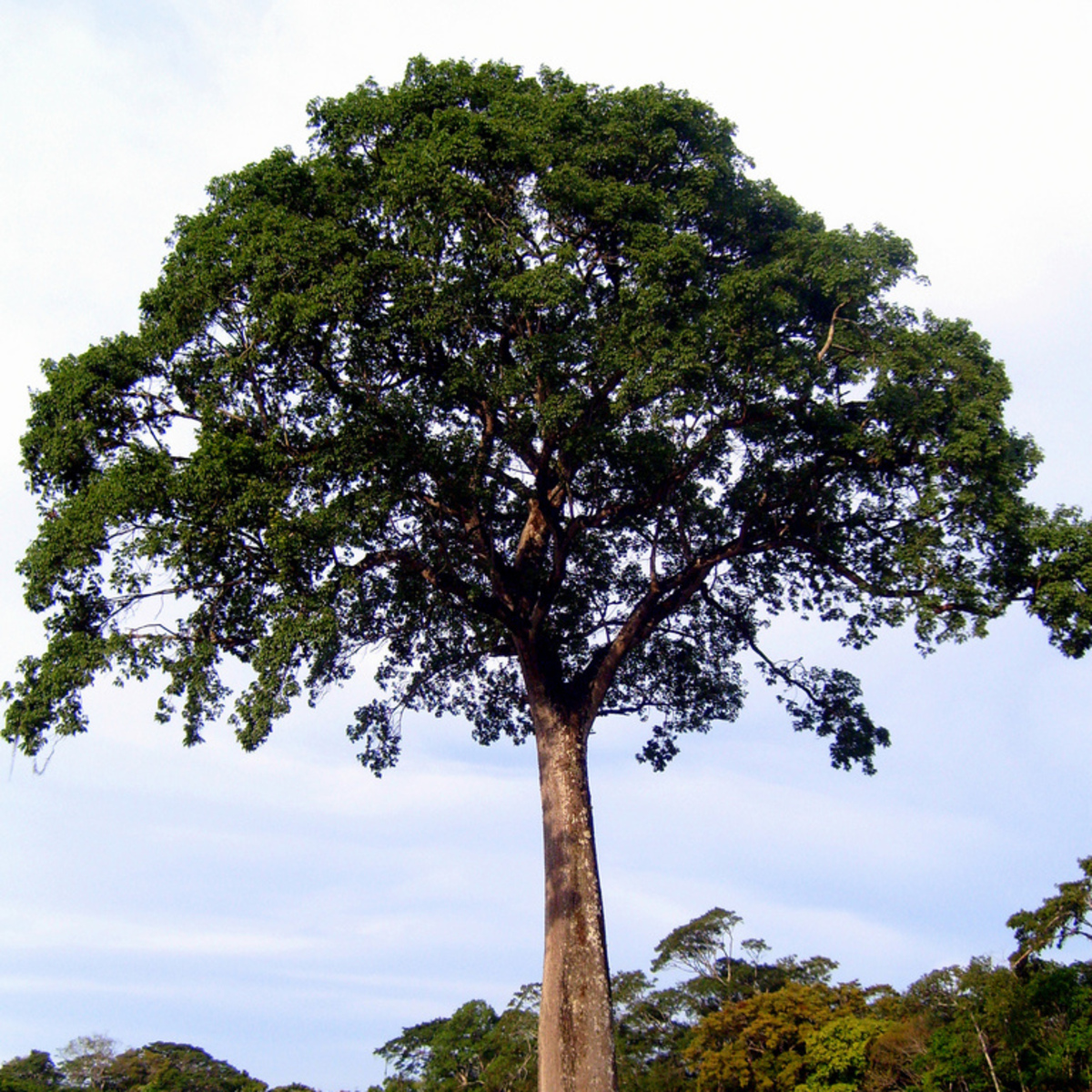 West Indian Locust