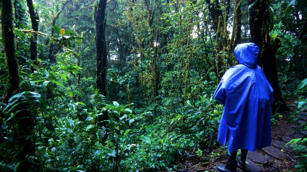 The Magic of Cloud Forests_ A Haven for Nature and Ecotourism