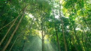 Forests at the Crossroads: How We Can Revive the World’s Natural Carbon Guardians