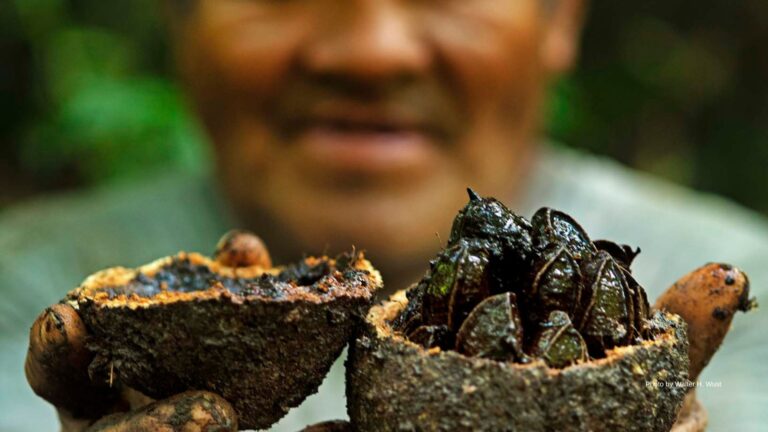 Climate & Nature Positive Peru: How Amazon Communities Are Leading a Global Transformation